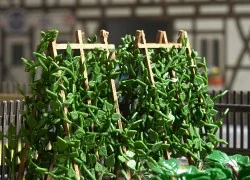 - Busch - Busch_1269