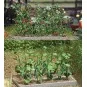 Busch_1214-Busch 1214 Cucumbers and Tomatoes - Busch_1214