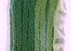 Busch 7155 Small hedges x2