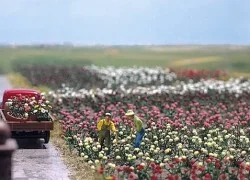 Busch 1205 Kit of 120 roses - Busch - Busch_1205