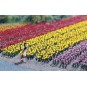 BUSCH_1206-Busch 1206 Kit of 120 tulips - BUSCH_1206