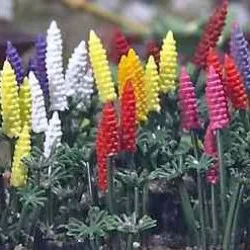 Busch 1218 Garden Lupins