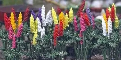 Busch 1218 Lupins de jardins Busch Busch_1218 - 1