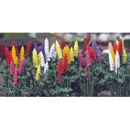 Busch 1218 Garden Lupins - BUSCH_1218