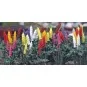 Busch 1218 Garden Lupins - BUSCH_1218 BUSCH_1218-Busch 1218 Garden Lupins - BUSCH_1218