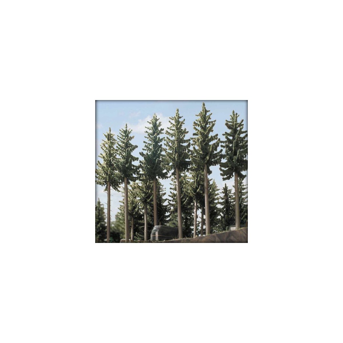Busch 6137 Blister pack of 2 fir trees, 160 and 175 mm tall - Busch...