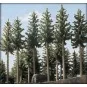 Busch 6137 Blister de 2 sapins, hauteur de 160 et 175 mm Busch Busch_6137 - 1 Busch_6137-Busch 6137 Blister de 2 sapins, hauteur de 160 et 175 mm