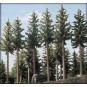 Busch_6137-Busch 6137 Blister pack of 2 fir trees, 160 and 175 mm tall