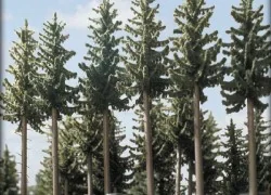 Busch 6138 Blister pack of 2 fir trees, 185 and 195 mm tall