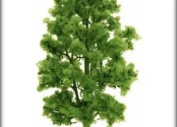 Busch 6779 Red beech, height 210 mm