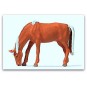 Preiser_29530-Preiser 29530 Animal, cheval