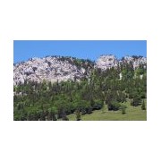 Trees and fir trees for model railways