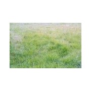 Flocculation fiber for model railway decoration